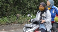 Pengendara motor melintas diantara kerumunan kera.