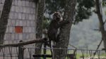 Kera Ekor Panjang Turun Gunung Imbas Merapi Siaga