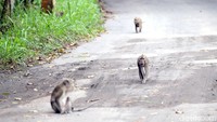 Sejumlah Kera ekor panjang (Macaca fascicularis) berada di kawasan pemukiman warga Kinahrejo, Umbulharjo, Cangkringan, Sleman, Yogyakarta, Minggu (15/11/2020).