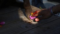 Festival Kukur Tihar merupakan bagian dari Festival Umat Hindu di Nepal, atau yang lebih dikenal dengan sebutan Festival Diwali.