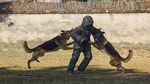 Potret Festival Anjing Kukur Tihar di Nepal