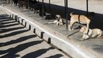 Potret Festival Anjing Kukur Tihar di Nepal