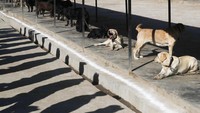 Kukur Tihar merupakan festival penghormatan untuk anjing.
