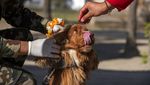 Potret Festival Anjing Kukur Tihar di Nepal