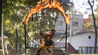 Seekor anjing tentara melakukan aksi selama festival anjing Kukkur Tihar, di Bhaktapur, Nepal, Sabtu (15/11/2020) waktu setempat.