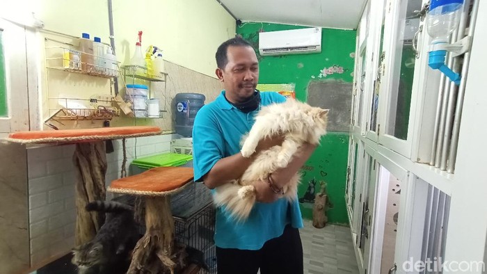Staf Dinkes Kudus berawal dari hobi pelihara kucing jadi cuan