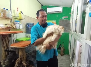 Berawal dari Hobi, Staf Dinkes Kudus Ini Tambah Cuan dari Kucing