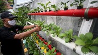 Di tengah Jakarta yang padat penduduk dan minim lahan pertanian, warga di kawasan Utan Kayu Selatan, menghiasi area rumah mereka dengan berbagai tanaman hidroponik.