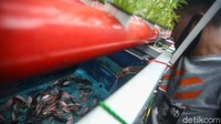 Selain tanaman, terdapat pula ikan di area tersebut.