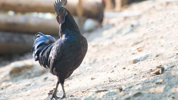 5 Fakta Ayam Cemani yang Sering Dikaitkan dengan Hal Mistis
