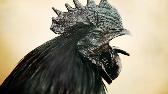 5 Fakta Ayam Cemani yang Sering Dikaitkan dengan Hal Mistis