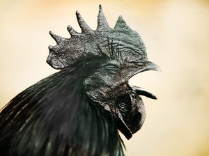 Ayam Cemani yang Hitam Total: Sejarah, Fakta Sains, dan Mitos