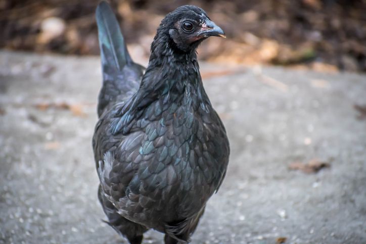 5 Fakta Ayam Cemani yang Sering Dikaitkan dengan Hal Mistis