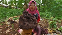 Bunga bangkai yang tingginya sekitar 55 sentimeter dengan diameter sekitar 40 sentimeter itu mengeluarkan aroma tak sedap setelah mekar.