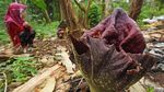 Bunga Bangkai Ini Mekar di Kebun Milik Warga