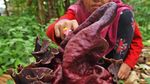 Bunga Bangkai Ini Mekar di Kebun Milik Warga