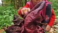 Bunga bangkai jenis Amorphophallus paeoniifolius mekar di kebun milik warga di Kampung Soyog, Serang, Banten, Senin (16/11/2020).