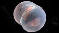 Kenapa disebut pantat babi? Karena cacing ini bisa menggembung dan mirip pantat babi. (Karen Osborn/MBARI)