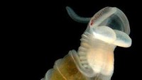 Inilah Chaetopterus pugaporcinus atau cacing pantat babi. (Karen Osborn/MBARI)