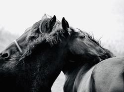 Karya Memukau Kontes Foto Hewan Agora, Jawaranya Banyak dari Indonesia