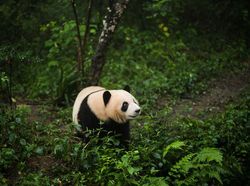 Karya Memukau Kontes Foto Hewan Agora, Jawaranya Banyak dari Indonesia