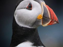 Karya Memukau Kontes Foto Hewan Agora, Jawaranya Banyak dari Indonesia