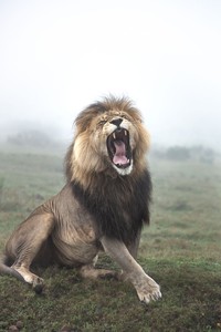 Jawara kontes foto hewan Agora
