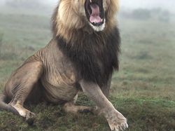 Karya Memukau Kontes Foto Hewan Agora, Jawaranya Banyak dari Indonesia