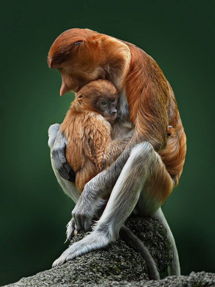 Jawara kontes foto hewan Agora