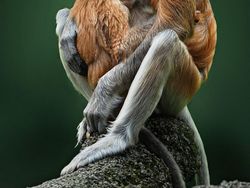 Karya Memukau Kontes Foto Hewan Agora, Jawaranya Banyak dari Indonesia