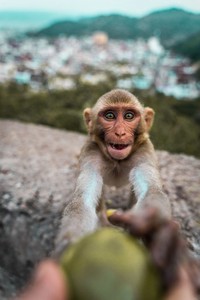 Jawara kontes foto hewan Agora