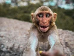 Karya Memukau Kontes Foto Hewan Agora, Jawaranya Banyak dari Indonesia