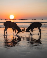 Jawara kontes foto hewan Agora