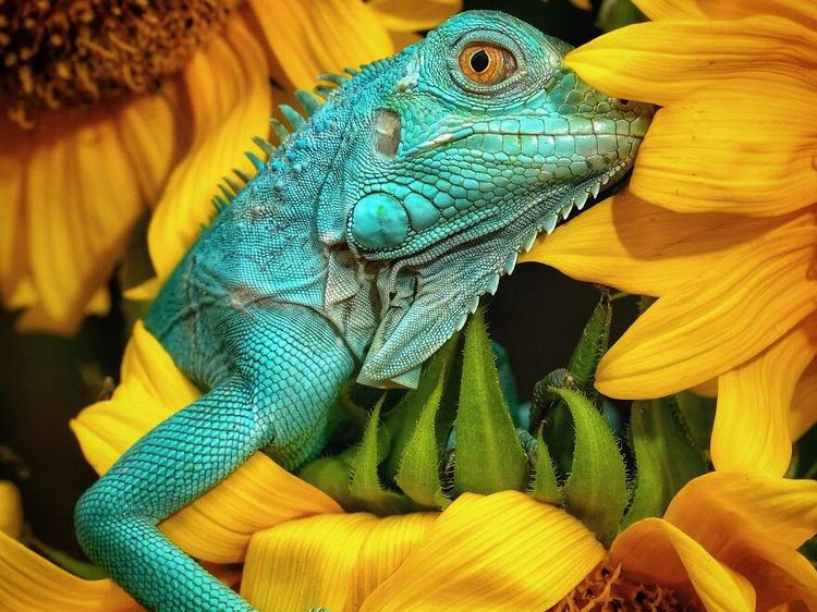 Karya Memukau Kontes Foto Hewan Agora, Jawaranya Banyak dari Indonesia