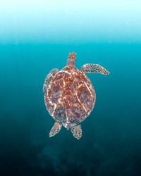 Jawara kontes foto hewan Agora