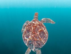 Karya Memukau Kontes Foto Hewan Agora, Jawaranya Banyak dari Indonesia