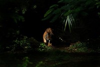Jawara kontes foto hewan Agora