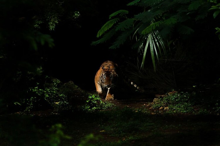 Jawara kontes foto hewan Agora