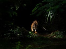 Karya Memukau Kontes Foto Hewan Agora, Jawaranya Banyak dari Indonesia