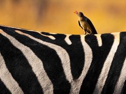 Karya Memukau Kontes Foto Hewan Agora, Jawaranya Banyak dari Indonesia