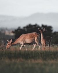 Jawara kontes foto hewan Agora