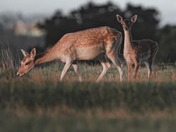 Karya Memukau Kontes Foto Hewan Agora, Jawaranya Banyak dari Indonesia