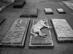 Karya Memukau Kontes Foto Hewan Agora, Jawaranya Banyak dari Indonesia
