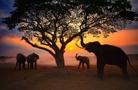 Jawara kontes foto hewan Agora