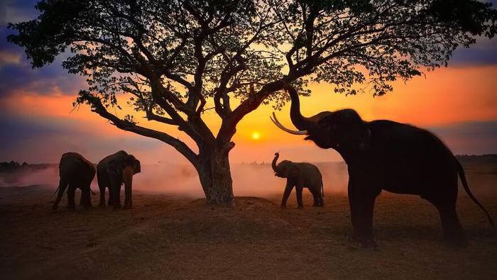 Jawara kontes foto hewan Agora