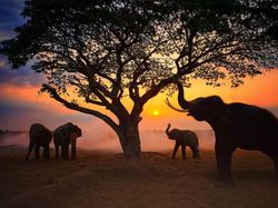 Karya Memukau Kontes Foto Hewan Agora, Jawaranya Banyak dari Indonesia