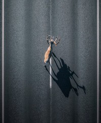 Jawara kontes foto hewan Agora