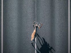 Karya Memukau Kontes Foto Hewan Agora, Jawaranya Banyak dari Indonesia