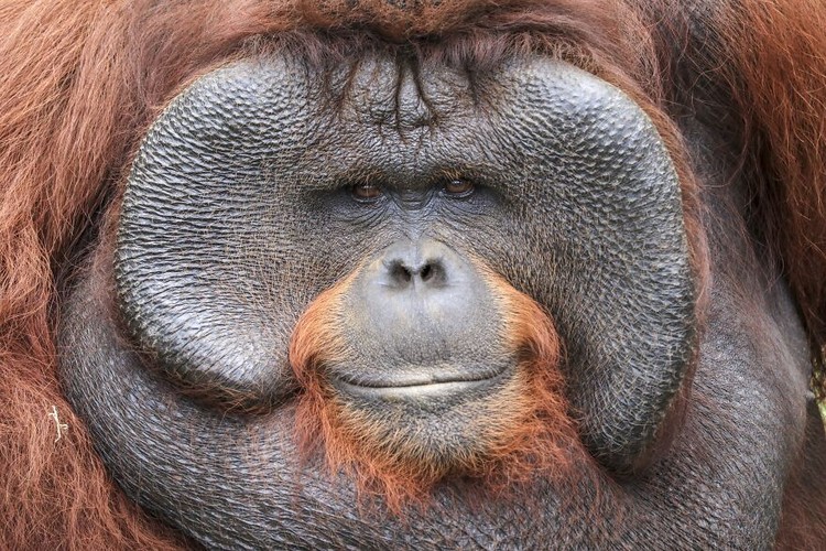 Jawara kontes foto hewan Agora