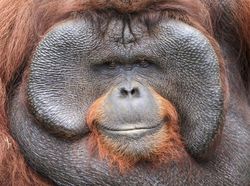 Karya Memukau Kontes Foto Hewan Agora, Jawaranya Banyak dari Indonesia